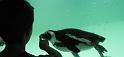 2008-09-27_Mystic_Aquarium 040_1